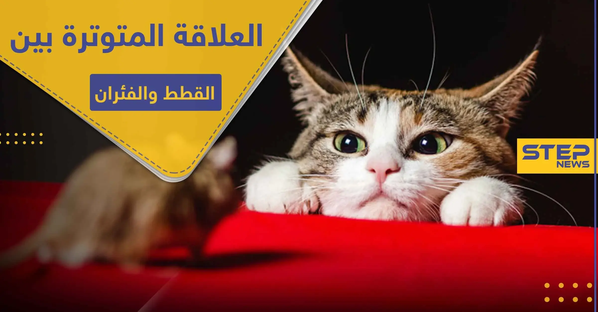 هل تسائلت عن سبب العلاقة المتوترة بين القطط والفئران .. دراسة تكشف السر: الفئران