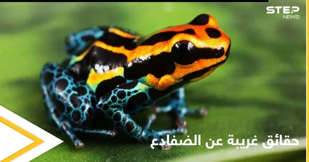 هل تمتلك الضفادع عظاماً وأسنان.. إليك حقائق غريبة عن حياتها: الضفادع