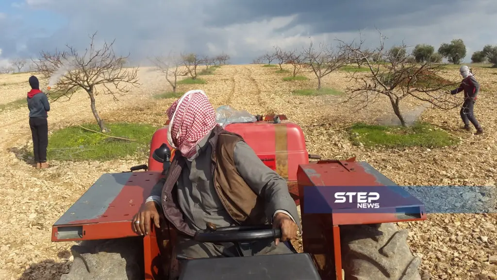 رش أشجار الفستق الحلبي بالزيت الشتوي والمبيدات الحشرية بريف إدلب: الصور