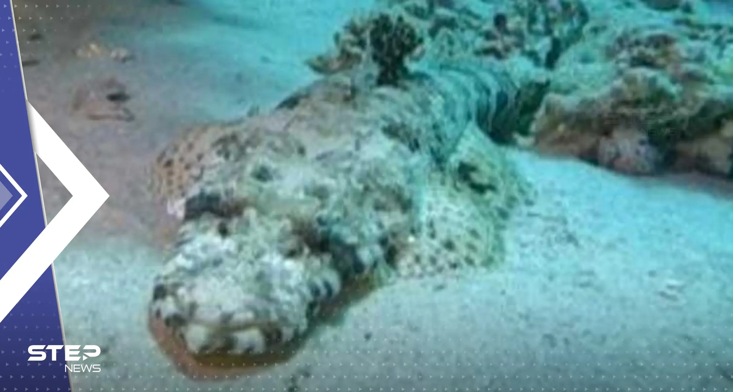 "تشبه الشبح".. غواص مصري يصوّر "السمكة التمساح" بالبحر الأحمر ويثير دهشة متابعيه: سمكة قرش