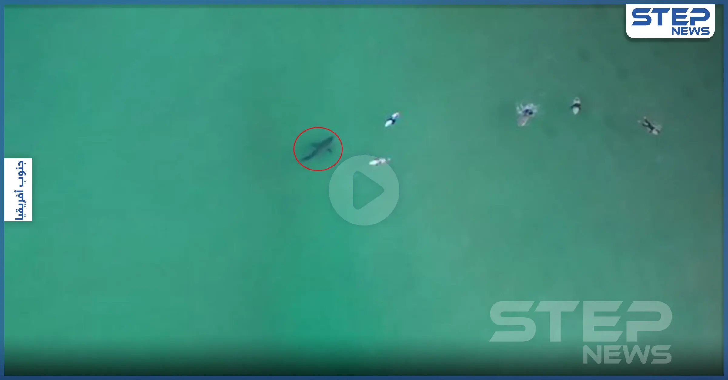 بالفيديو|| قرش أبيض مفترس يسبح تحت راكبي أمواج ويترصدهم: راكبي أمواج