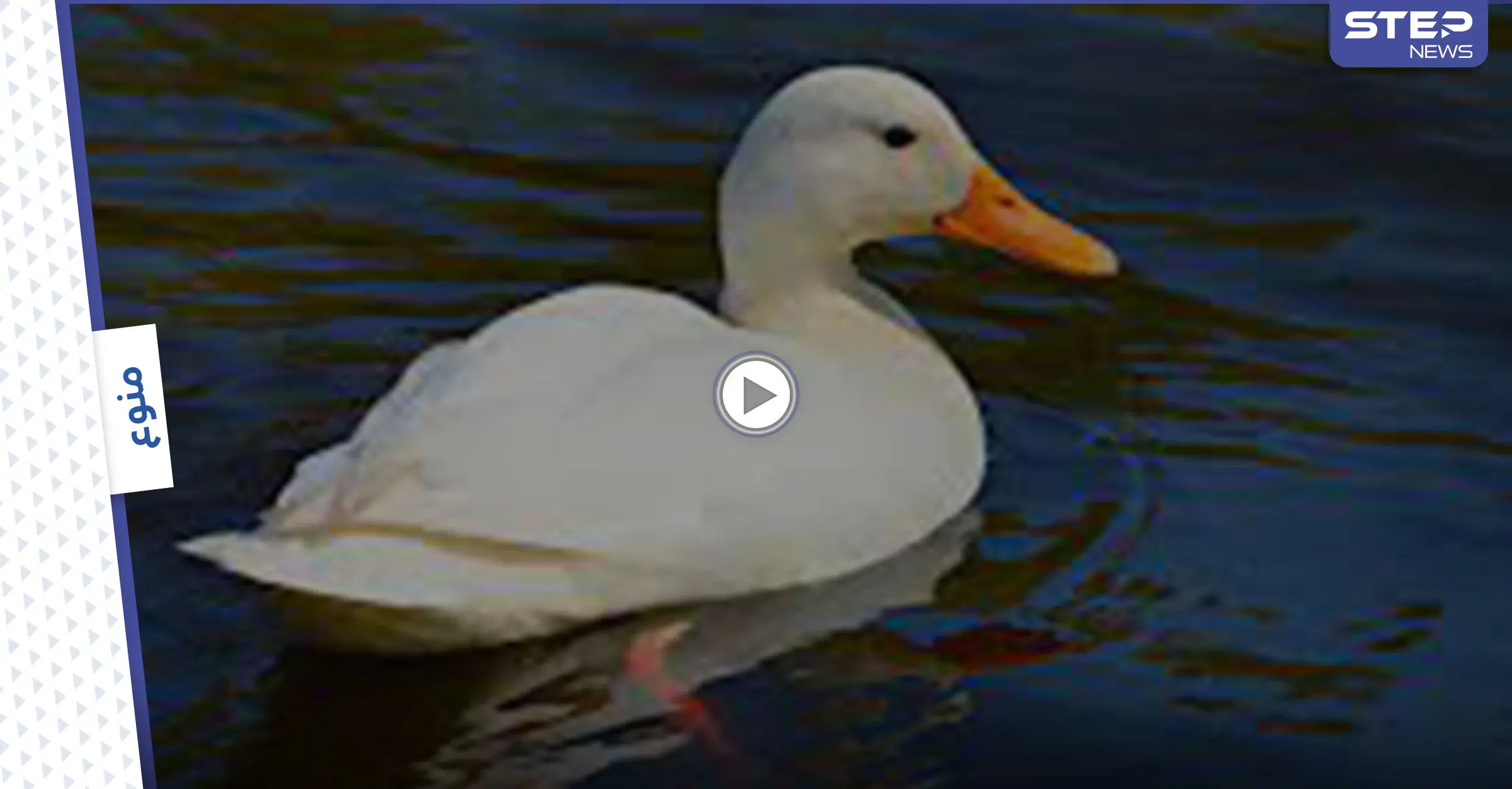 بالفيديو|| بطة تشارك في ماراثون نيويورك وتحصد ملايين المشاهدات مع حذائها الرياضي الخاص: المركز الأول