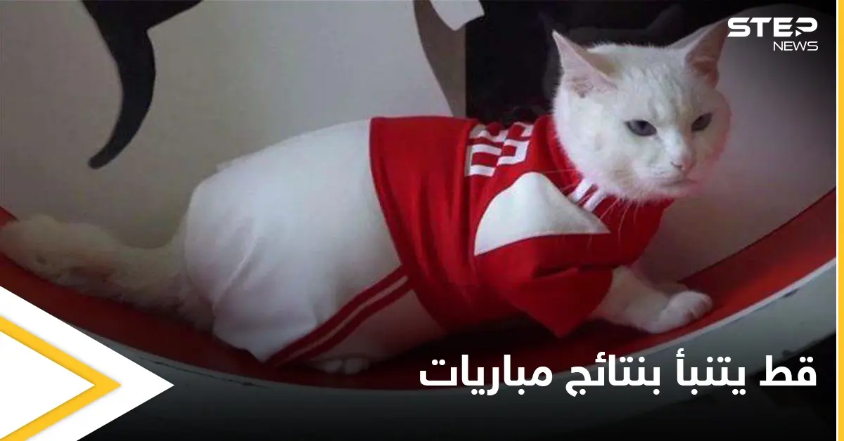 بطريقة طريفة.. قط أصم يتنبأ بنتائج مباريات كأس أمم أوروبا "يورو 2020": يورو 2020