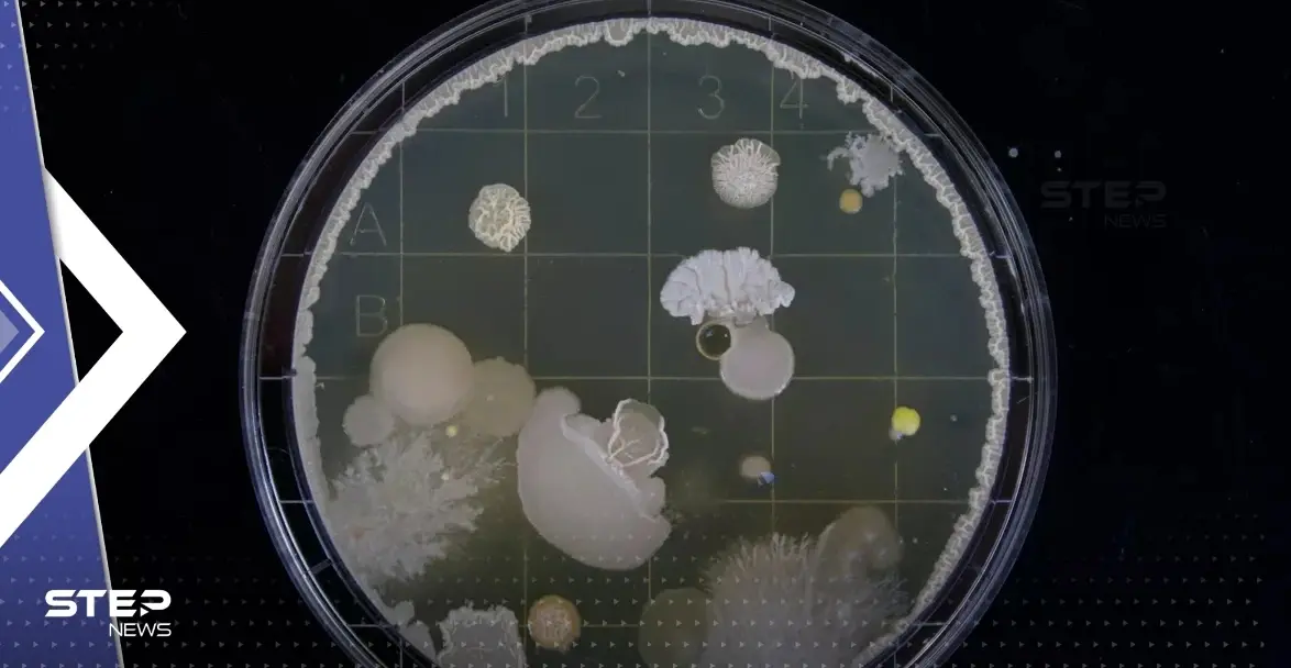 علماء يكتشفون بكتيريا "تلتهم" النفط في بحر اليابان: بحر اليابان