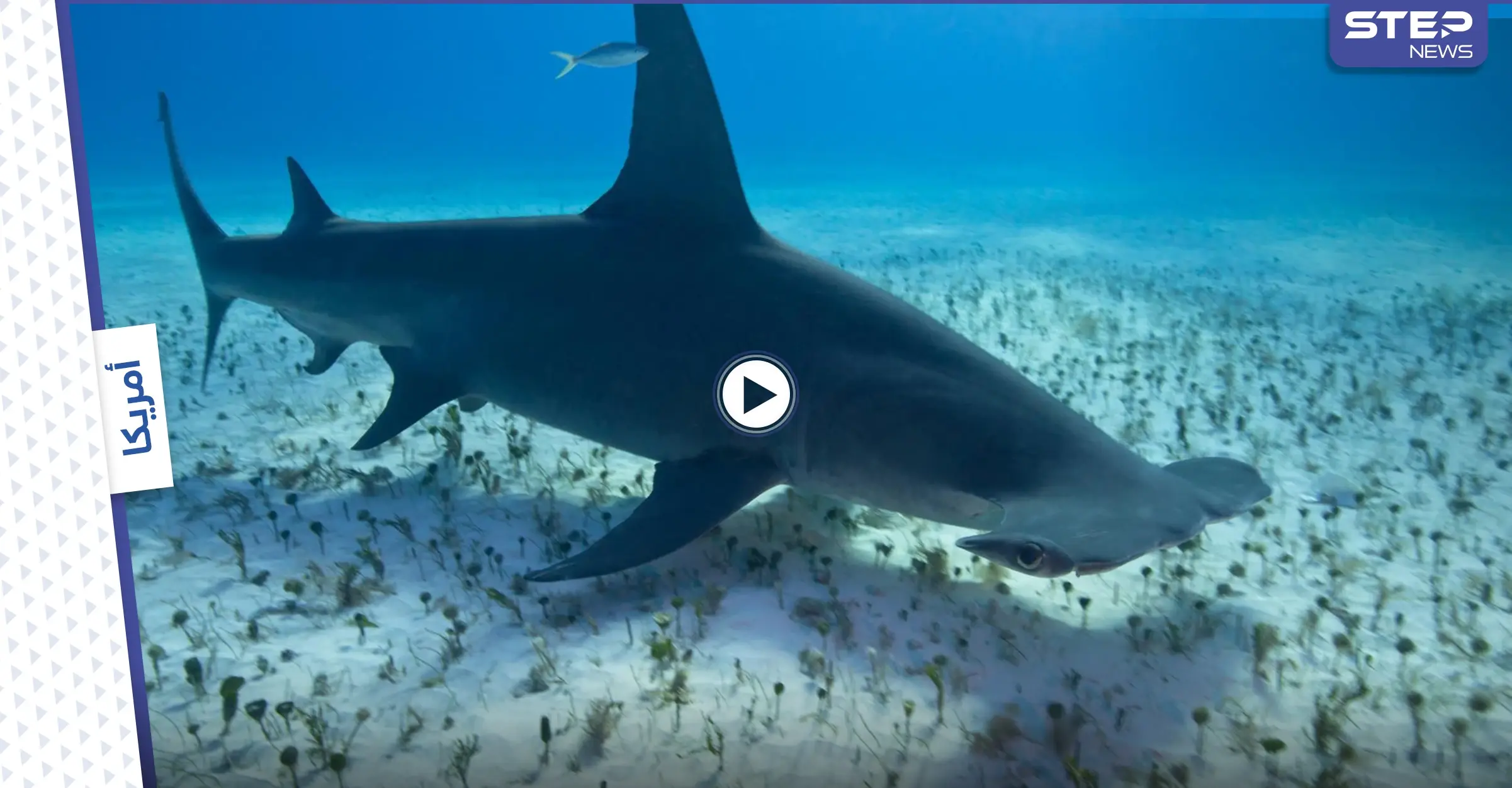 بالفيديو|| رجل يصطاد قرش "أبو مطرقة" الضخم ويعيده إلى المحيط بعد التقاط صورة معه: قر أبو مطرثة