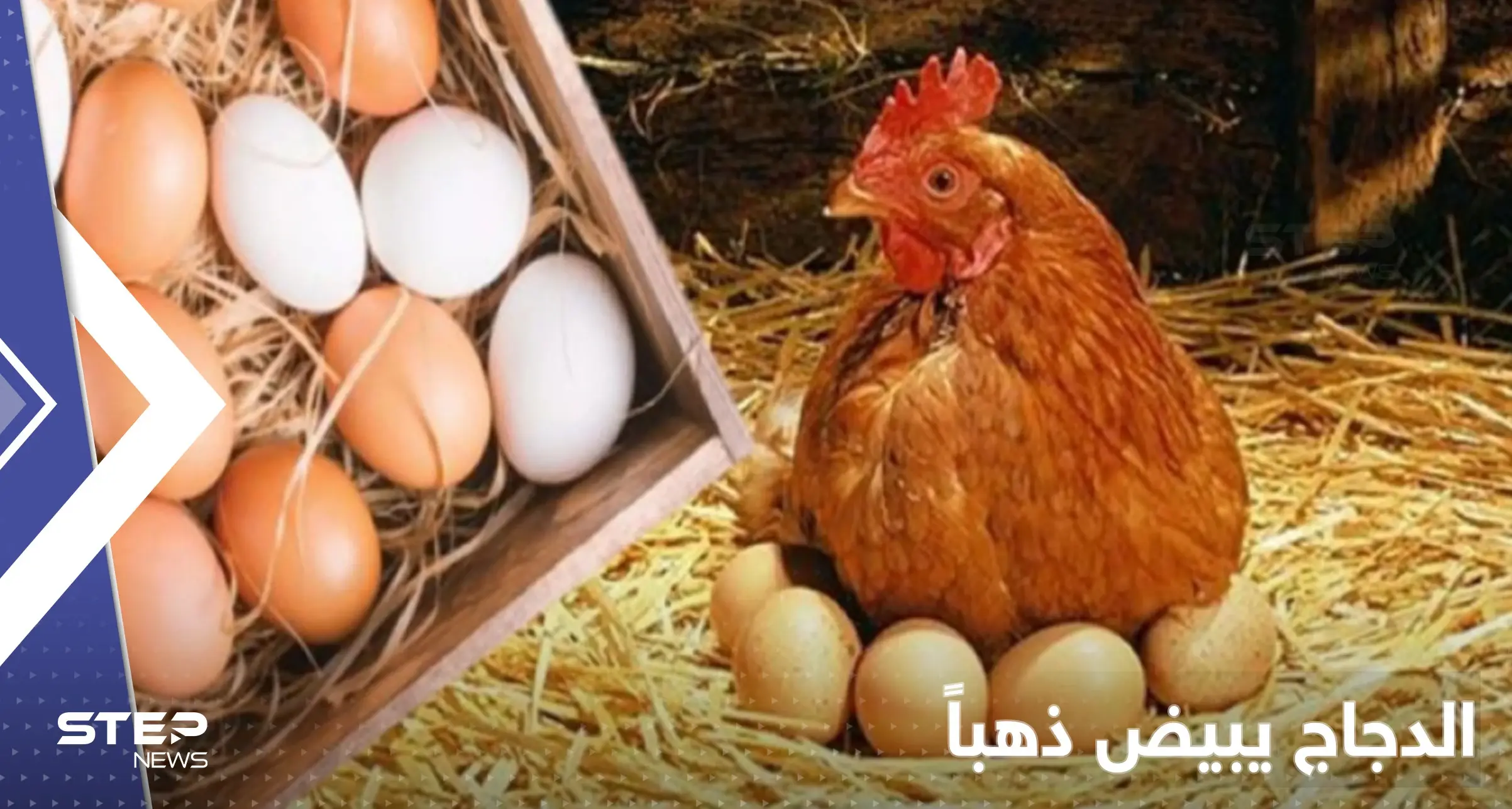 أسعار البيض في العالم ترتفع بشكل تاريخي ودول تدق ناقوس "الخطر": أزمة معيشة