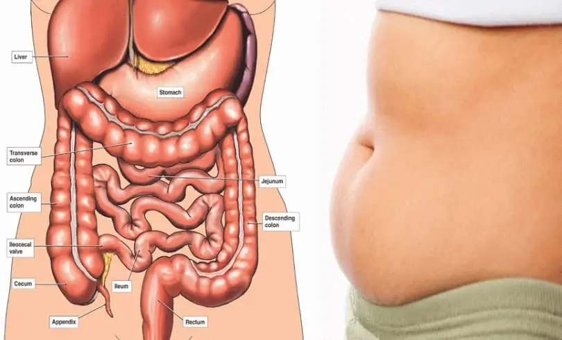 طرق تنظيف القولون طبيعياً دون أطباء ومشافي.. إليك 5 منها: القولون