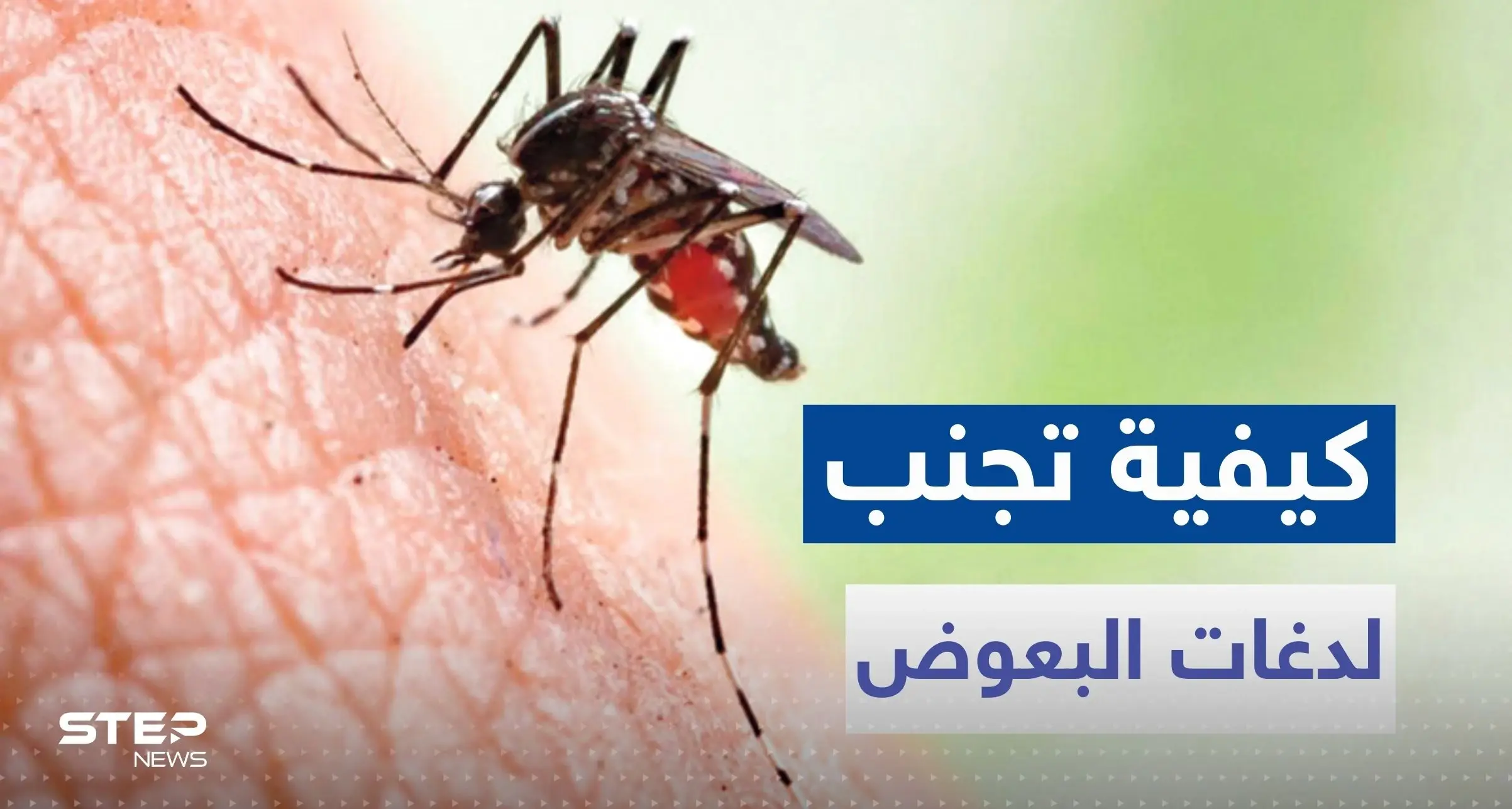 لتجنب لدغات البعوض مع دخول فصل الصيف.. تناول هذه الأعشاب والتوابل: الأوكاليبتول