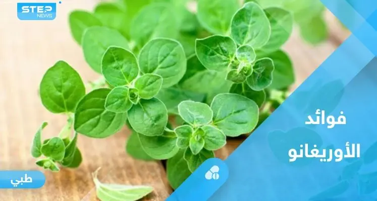 أبرزها تخليص الجسم من السموم.. فوائد مذهلة لنبات الأوريغانو تعرف عليها: الأوريغانو