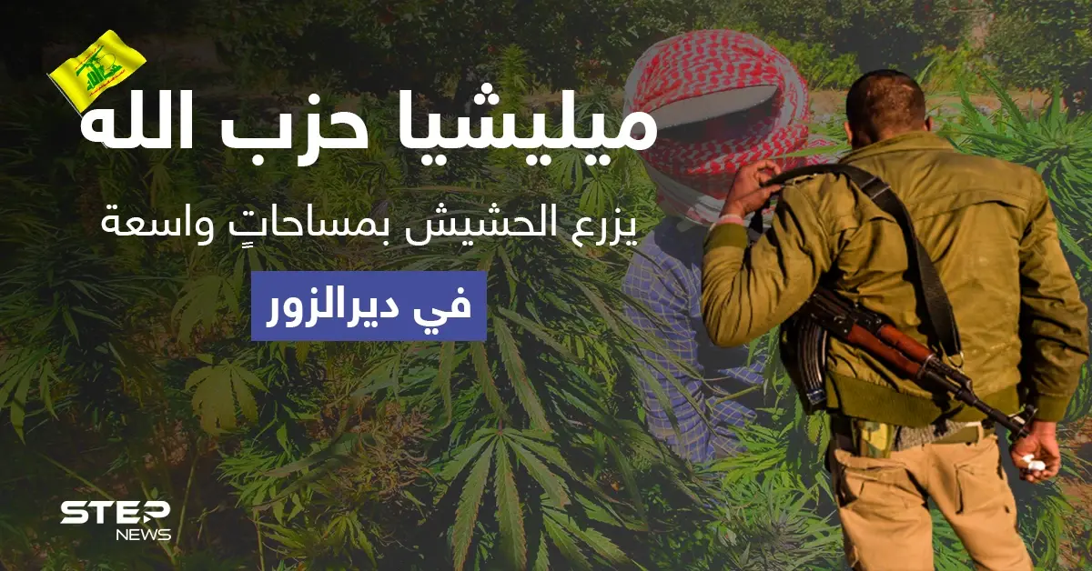 بمعاونة النظام السوري.. "حزب الله" يزرع الحشيش بمساحاتٍ واسعة في دير الزور: ديرالزور