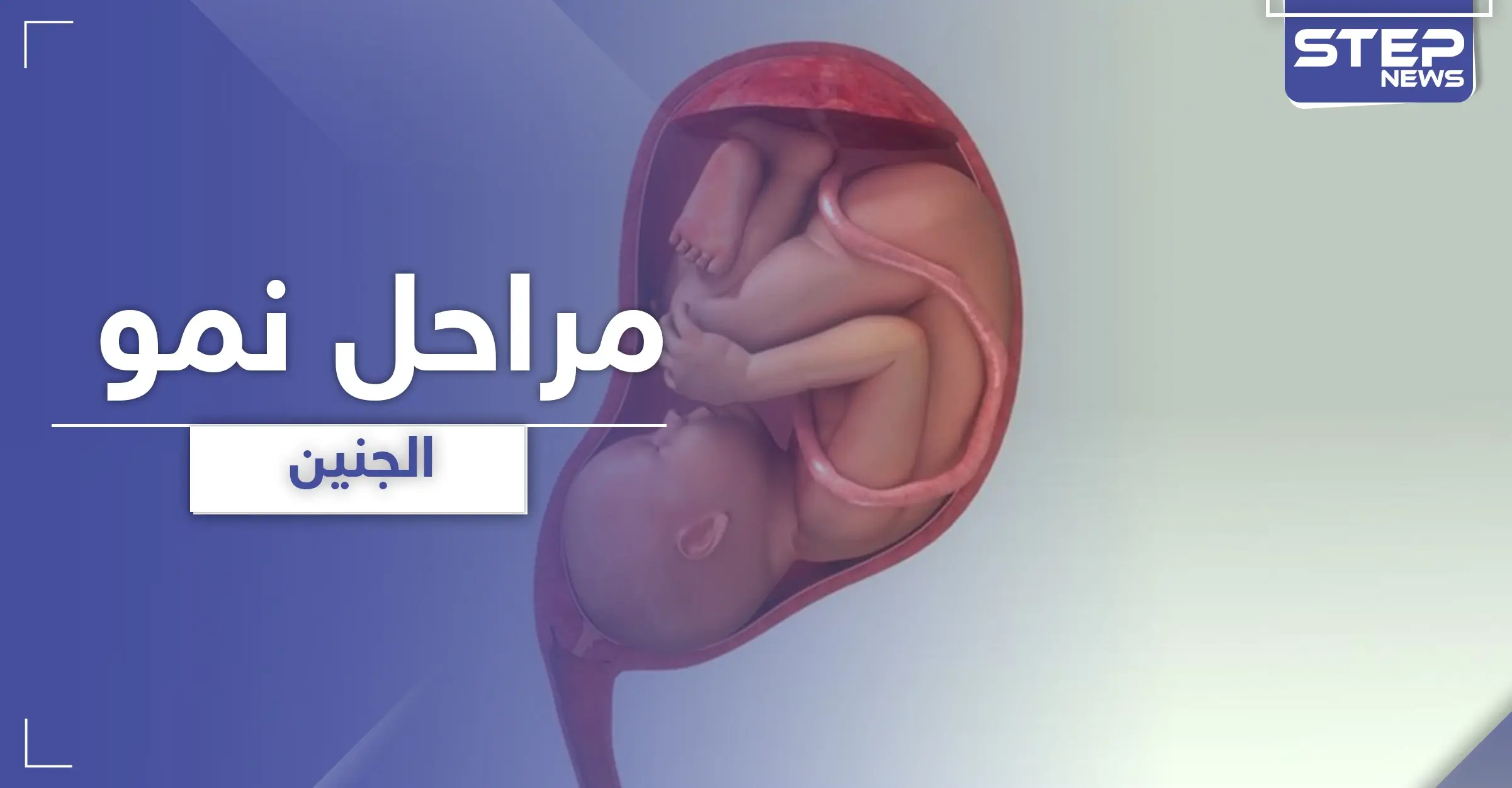 مراحل نمو الجنين من الأسبوع الأول في الحمل وحتى الأربعين: نبض الجنين